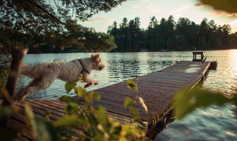 Excursiones y deportes con perro