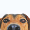¡Guía Canina y Biro se unen para revolucionar el sector de las mascotas!