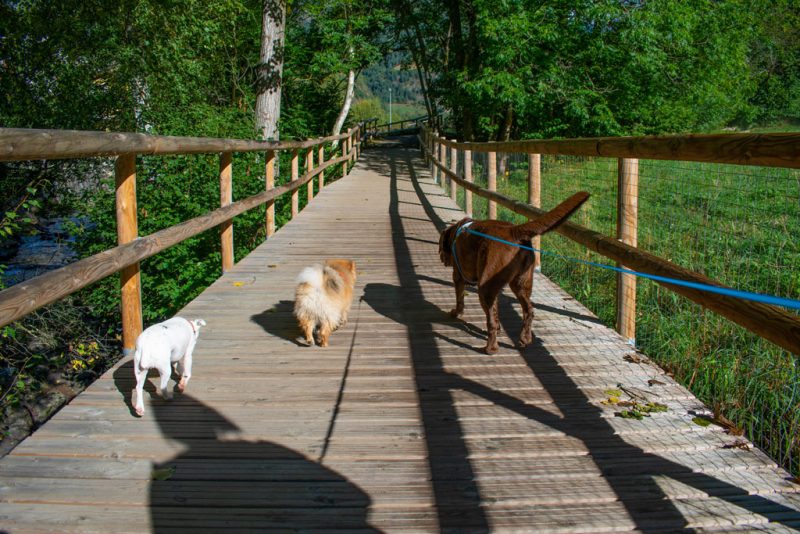 Perros en pasarela de madera
