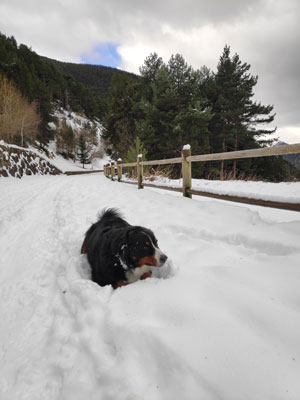Perro descansando en el cami de les pardines con nieve