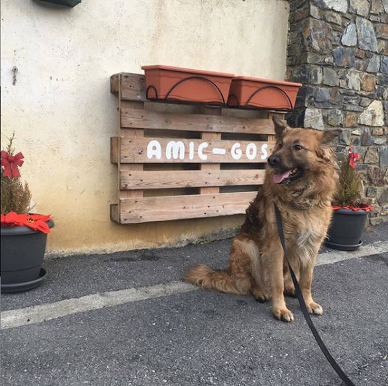 Pastor Aleman posando delante del cartel de una guarderia canina