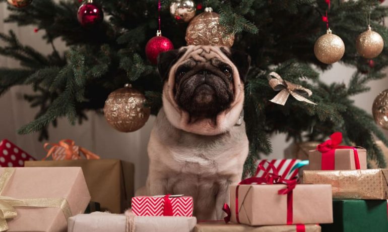 Los mejores regalos de navidad para ti y tu perro