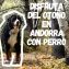 Disfrutar del otoño en Andorra con perro